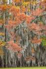 Bald cypress trees and autumn colors in southern swamp early in the morning, Caddo Lake, Texas. Art Print